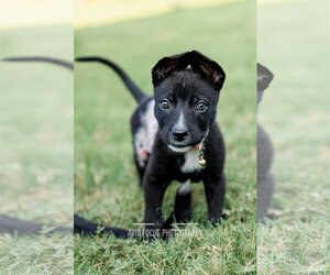 Australian Shepherd-Unknown Mix Dogs for adoption in McKinney, TX, USA