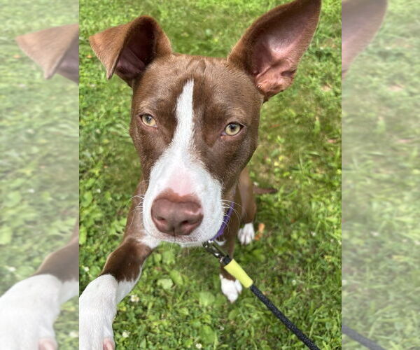 Medium Photo #25 American Pit Bull Terrier-Unknown Mix Puppy For Sale in Brewster, NY, USA
