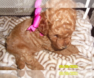 Poodle (Toy) Puppy for sale in DULUTH, GA, USA