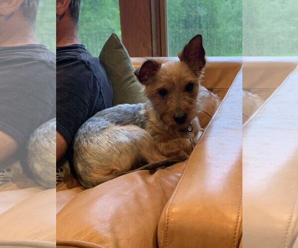 Medium Photo #3 Mutt Puppy For Sale in East Derry, NH, USA