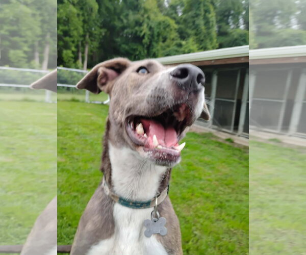 Medium Photo #17 Mountain Cur-Unknown Mix Puppy For Sale in Holly Springs, NC, USA