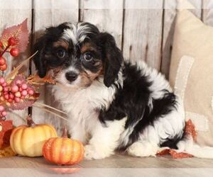 Cavachon Puppy for sale in MOUNT VERNON, OH, USA