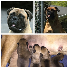 Father of the Bullmastiff puppies born on 12/28/2017