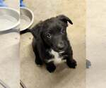 Small Border Collie Mix
