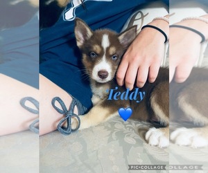 Alaskan Malamute-Australian Shepherd Mix Puppy for sale in SPRING HILL, FL, USA