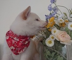 Small Photo #7 Shiba Inu Puppy For Sale in DALY CITY, CA, USA