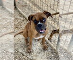 Small Boxer