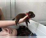 Small Photo #5 Labrador Retriever Puppy For Sale in CLEARWATER, FL, USA
