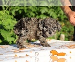 Small #12 Poodle (Toy)