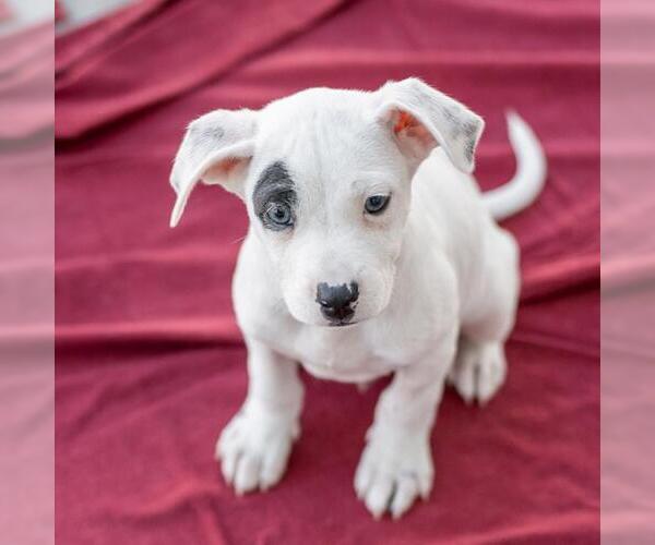 Medium Photo #4 Chihuahua-Unknown Mix Puppy For Sale in San Diego, CA, USA