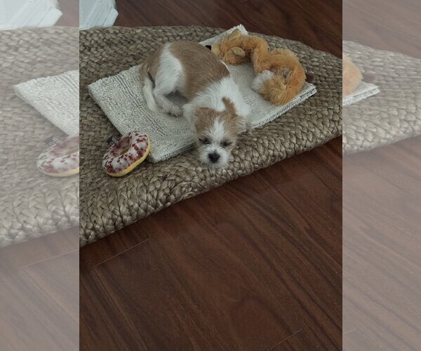 Medium Photo #7 Mutt Puppy For Sale in Valrico, FL, USA