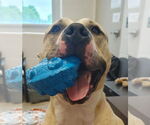 Small #1 American Pit Bull Terrier Mix
