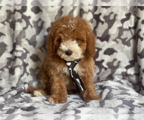 Medium Photo #6 Cockapoo Puppy For Sale in LAKELAND, FL, USA