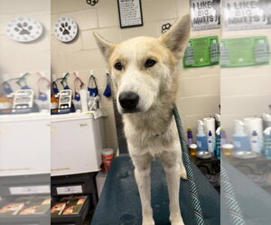 Siberian Husky-Unknown Mix Dogs for adoption in Mobile, AL, USA