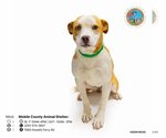 Small Photo #2 American Bulldog Puppy For Sale in Mobile, AL, USA
