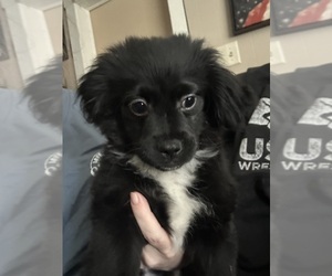 Shiranian Puppy for sale in PLAINFIELD, IL, USA