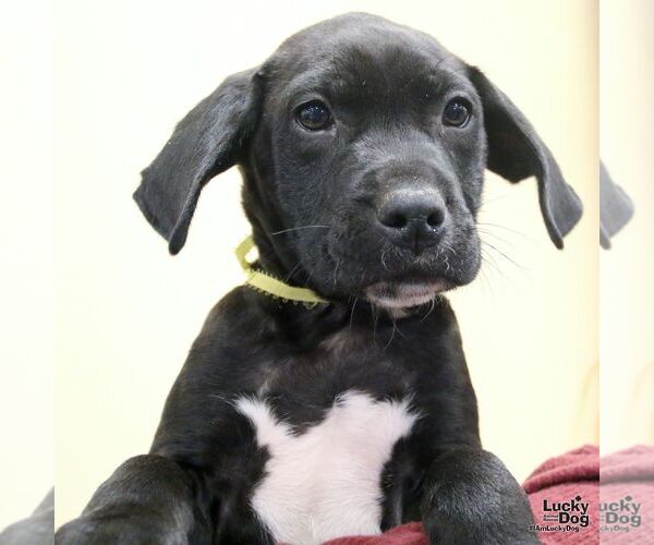 Medium Photo #8 Labrador Retriever-Unknown Mix Puppy For Sale in Washington, DC, USA