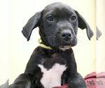 Small #7 Labrador Retriever Mix