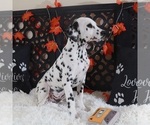 Small #3 Dalmatian