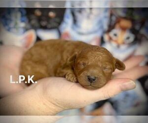 Poodle (Toy) Puppy for sale in WINNSBORO, LA, USA