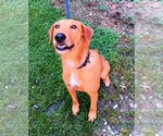 Small Photo #3 Irish Terrier-Unknown Mix Puppy For Sale in Fairfax, VA, USA