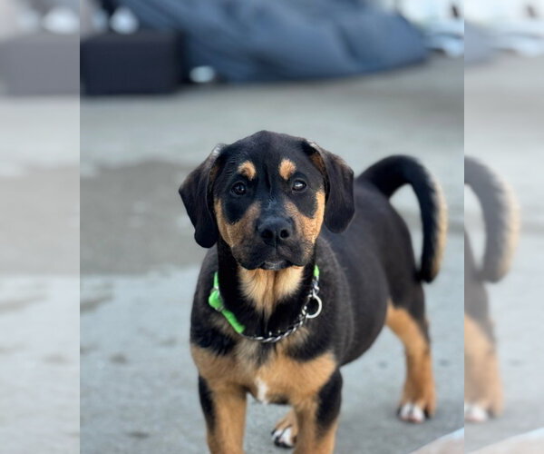 Medium Photo #3 English Mastweiler Puppy For Sale in Lawrenceville, NJ, USA