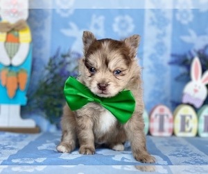 Pomeranian Puppy for sale in LANCASTER, PA, USA