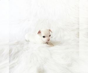 Chihuahua Puppy for sale in SACRAMENTO, CA, USA