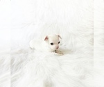 Image preview for Ad Listing. Nickname: Sammie