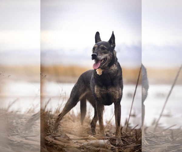 Medium Photo #29 German Shepherd Dog-Unknown Mix Puppy For Sale in Sandy, UT, USA