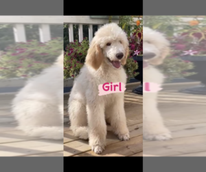 Poodle (Standard) Puppy for Sale in KITTY HAWK, North Carolina USA