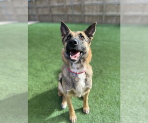 German Shepherd Dog Dogs for adoption in San Diego, CA, USA