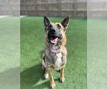 Small German Shepherd Dog