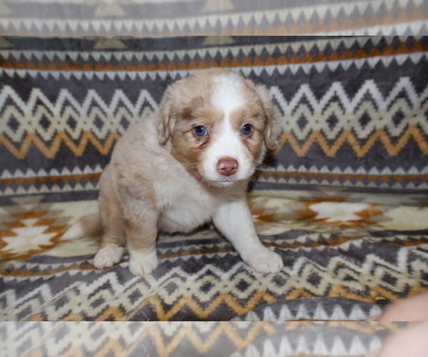 Medium Photo #1 Miniature Australian Shepherd Puppy For Sale in ADAIR VILLAGE, OR, USA