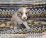 Puppy July Miniature Australian Shepherd