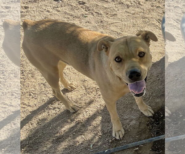 Medium Photo #5 Mountain Cur-Unknown Mix Puppy For Sale in Lancaster, CA, USA