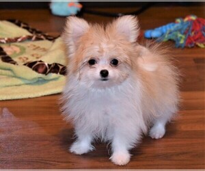 Maltipom Puppy for sale in ROCK VALLEY, IA, USA