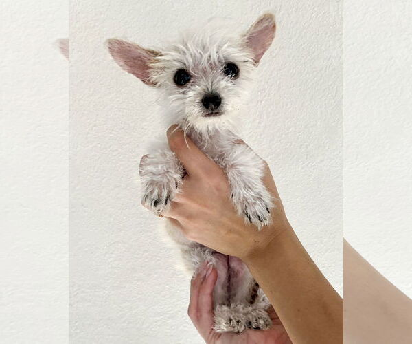 Medium Photo #5 Mutt Puppy For Sale in Corona, CA, USA