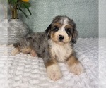 Small #1 Bernedoodle (Miniature)