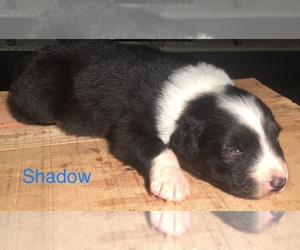 Medium Photo #6 Australian Shepherd Puppy For Sale in ARBA, IN, USA
