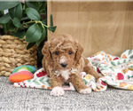 Small #3 Poodle (Miniature)