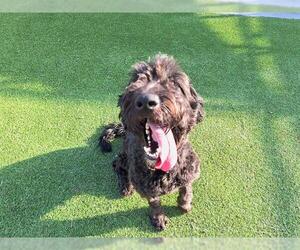Labradoodle Dogs for adoption in Grand Prairie, TX, USA