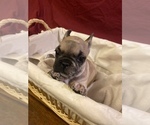 Small Photo #4 French Bulldog Puppy For Sale in LAKE ELSINORE, CA, USA