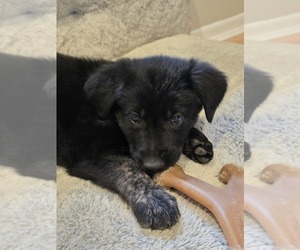 Golden Shepherd Puppy for Sale in ELSMERE, Kentucky USA