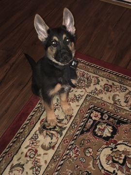 Medium Photo #1 German Shepherd Dog Puppy For Sale in MACON, GA, USA