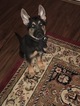 Small Photo #1 German Shepherd Dog Puppy For Sale in MACON, GA, USA