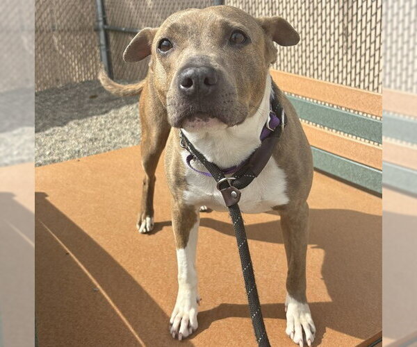 Medium Photo #2 American Pit Bull Terrier-Unknown Mix Puppy For Sale in Palmetto, FL, USA