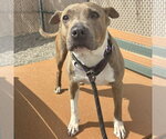 Small #1 American Pit Bull Terrier Mix