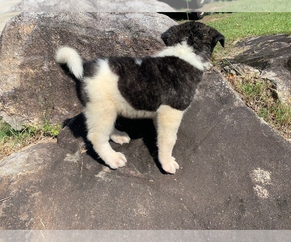 Medium Photo #3 Akita Puppy For Sale in UNION CITY, GA, USA
