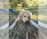 Small #9 Great Pyrenees